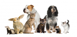 variety of animals sitting together on white background